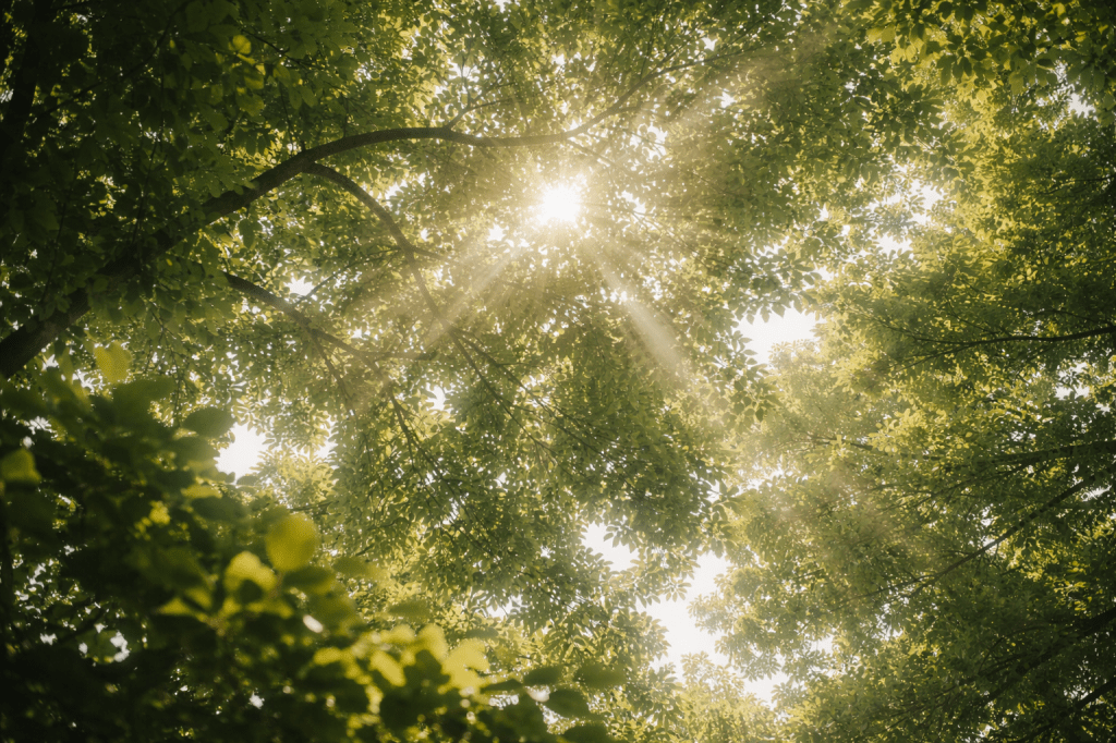 樹葉間漏下的光斑